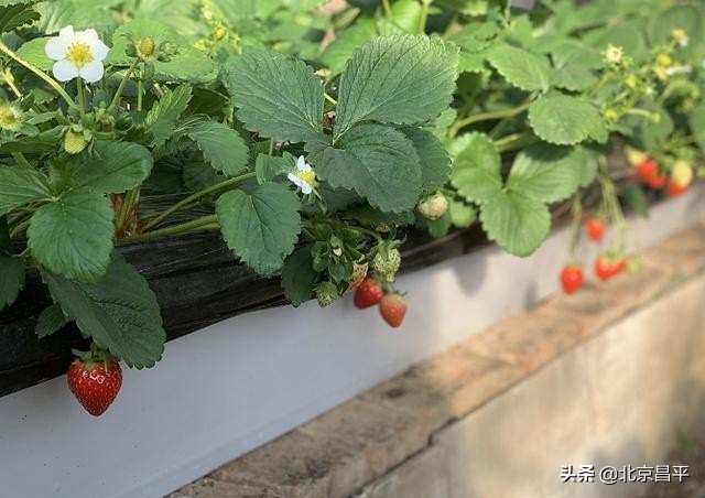 绿色食品的标准是什么,我国绿色食品的标准是什么