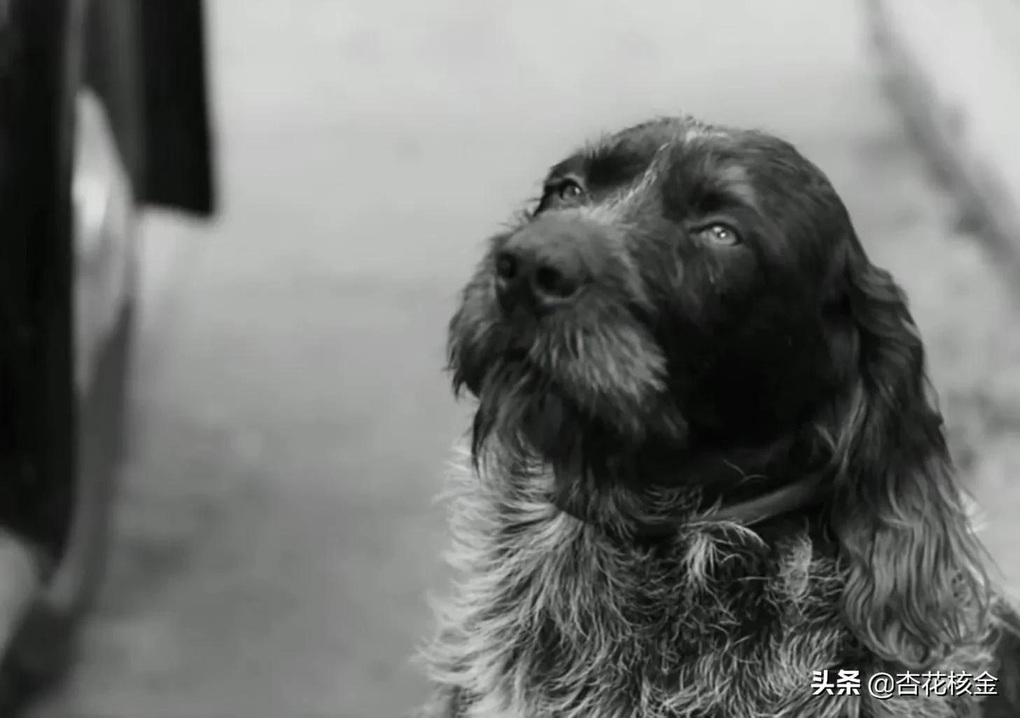 ˹Ӱ1941xia죨1939նսӰying-11ͼƬpian-Ѷ