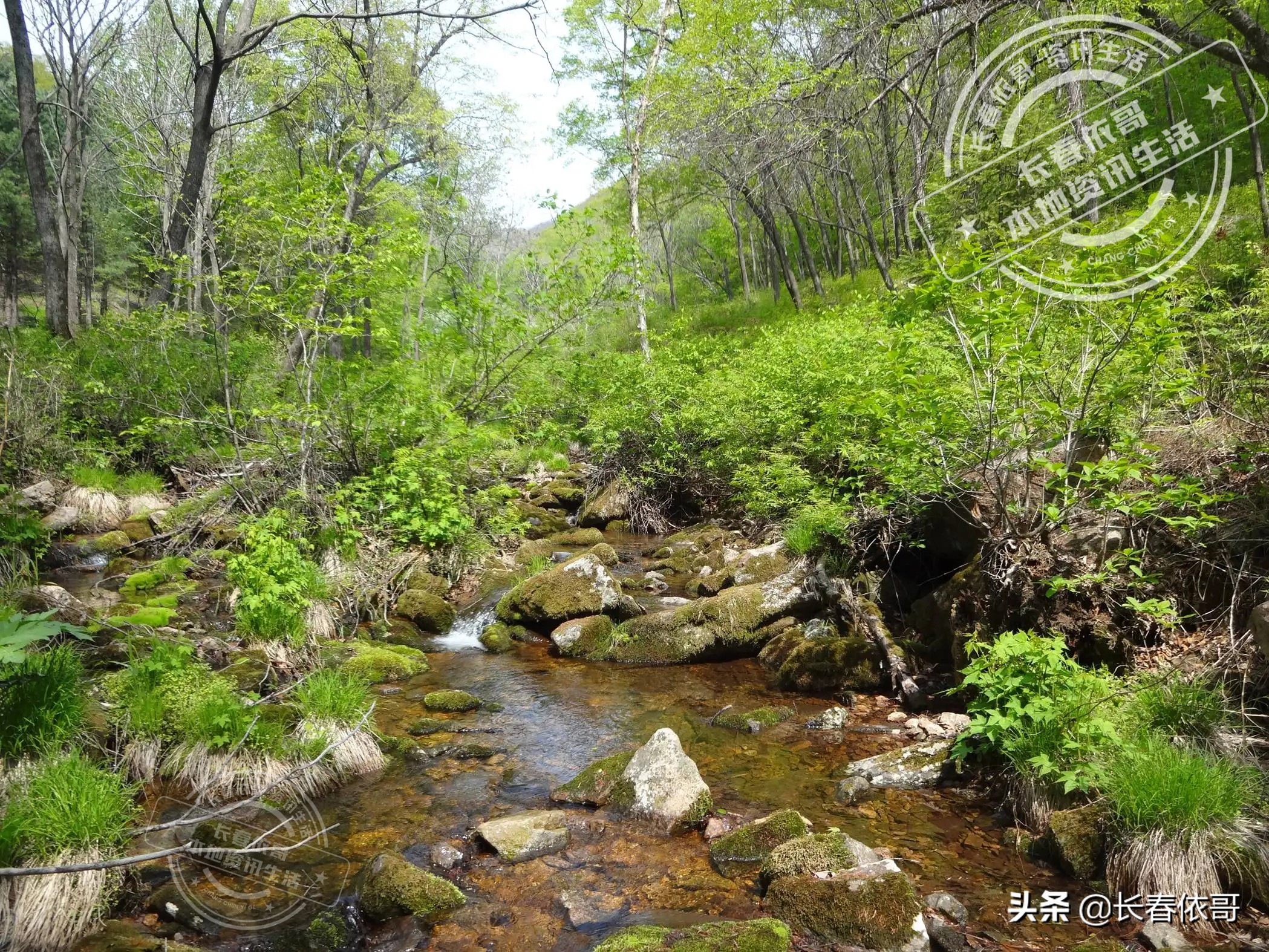 刺五加吃法大全（长白山珍品野菜刺五加科普）