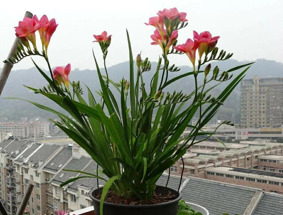 生日送什么花好（推荐12种对应的生日花）