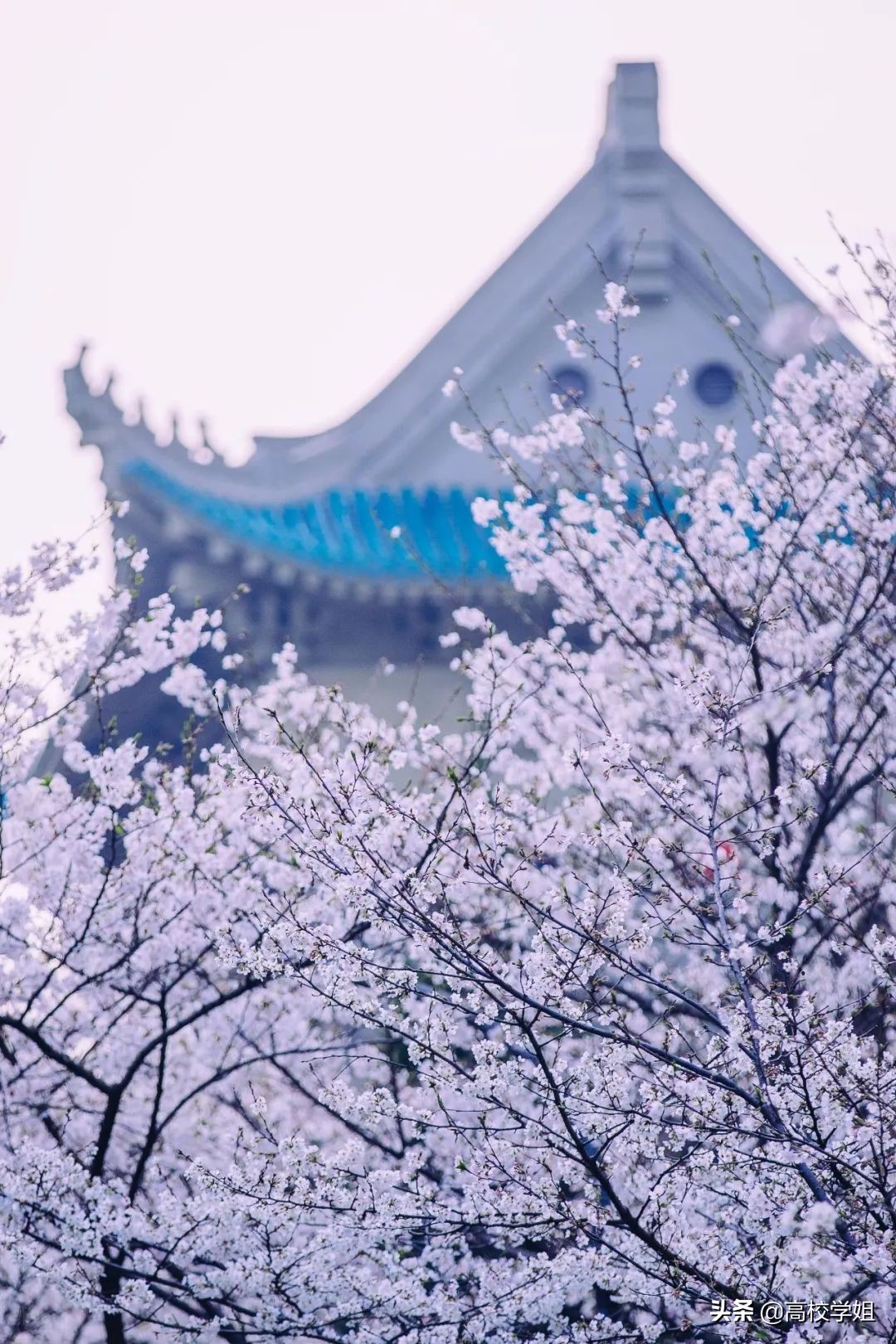 湖北高校名单大全（2022版）