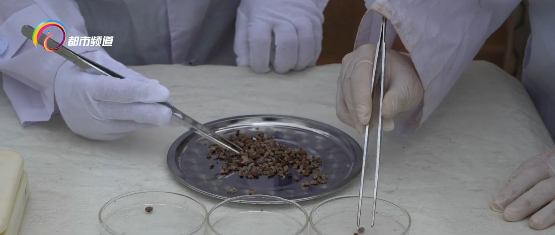 300粒太空魔芋种子在富源播种选育