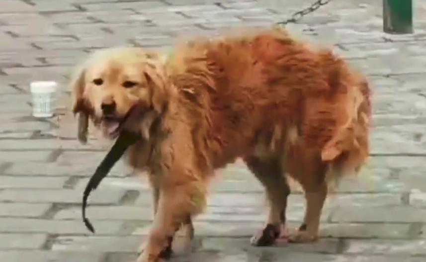 狗市场金毛多少钱一只