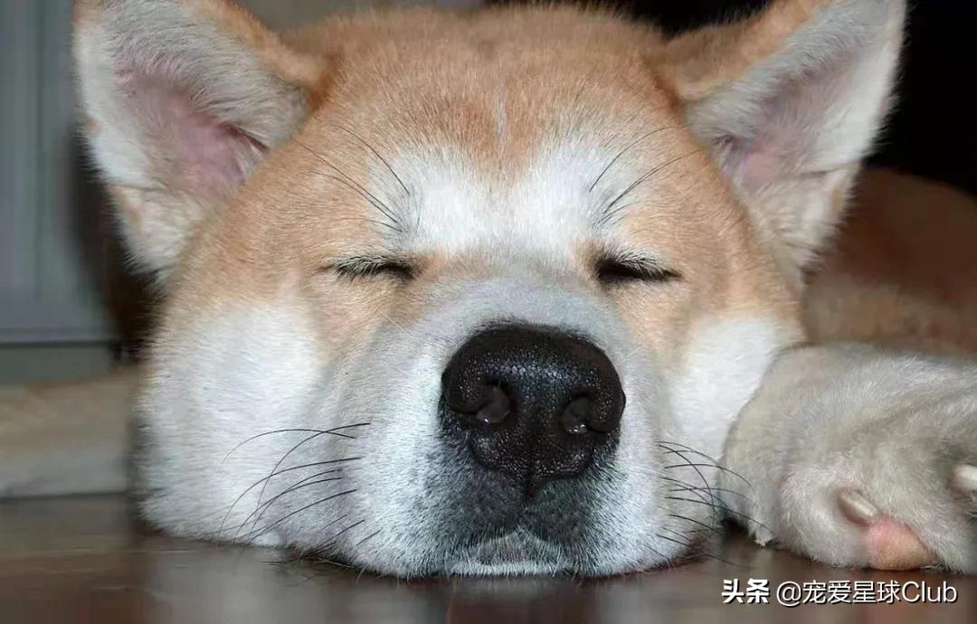 百科 | 秋田犬,感动世界的忠犬