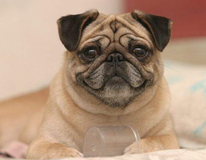 比格犬好養嗎,比格犬好養嗎?有什么優點缺點?