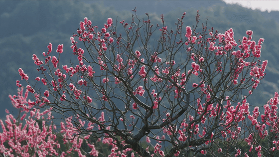 看完这篇文章，终于可以说一句：你好，南京的春天