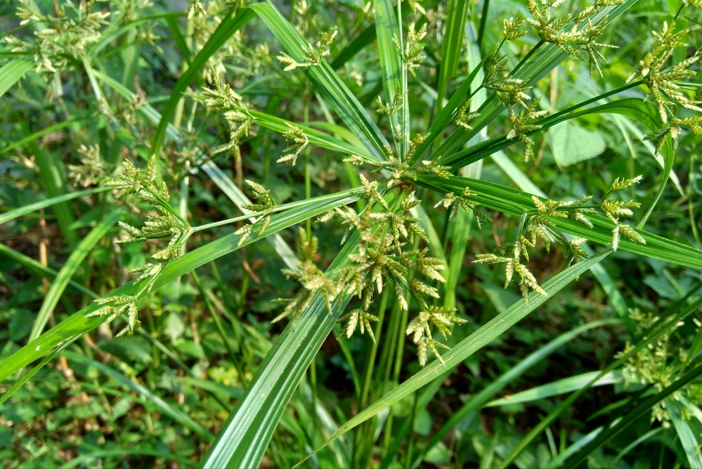 胡博士治疗肾结石草药医话系列之八:醋香附