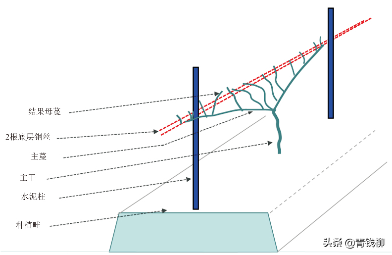 阳光玫瑰葡萄“V”形飞鸟架应用实践及节本增效栽培要点