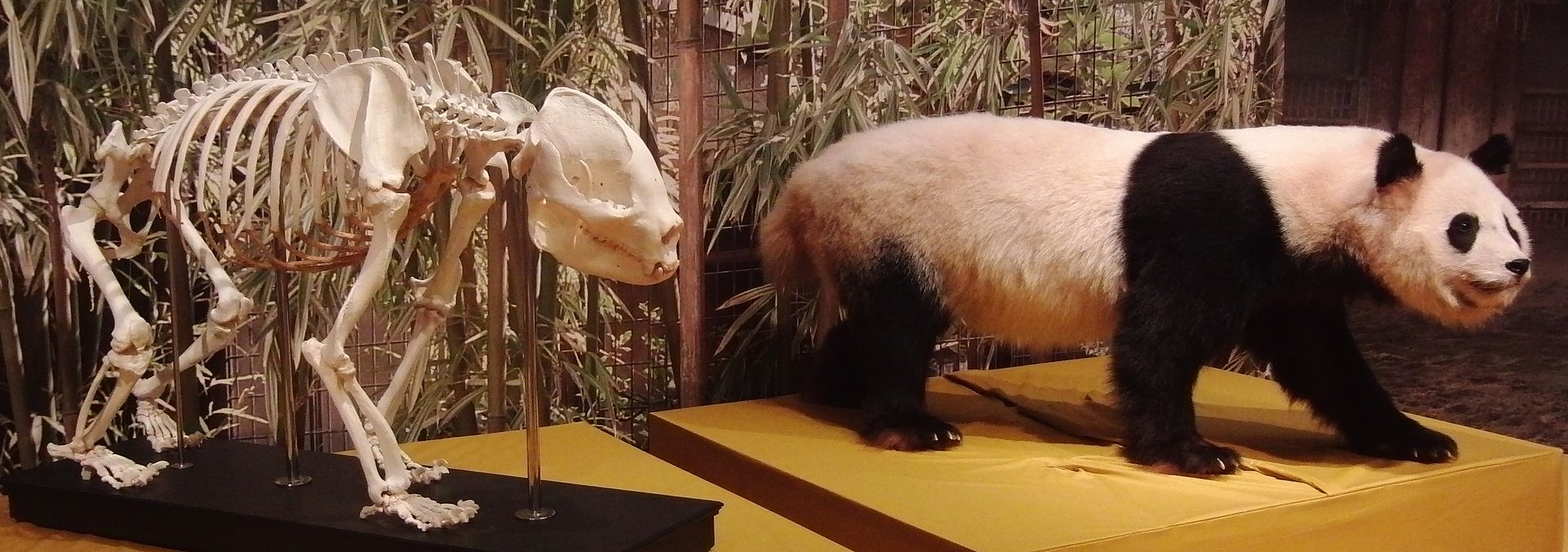 为什么野生大熊猫只在中国生存，它们可能迁徙到别的国家吗？