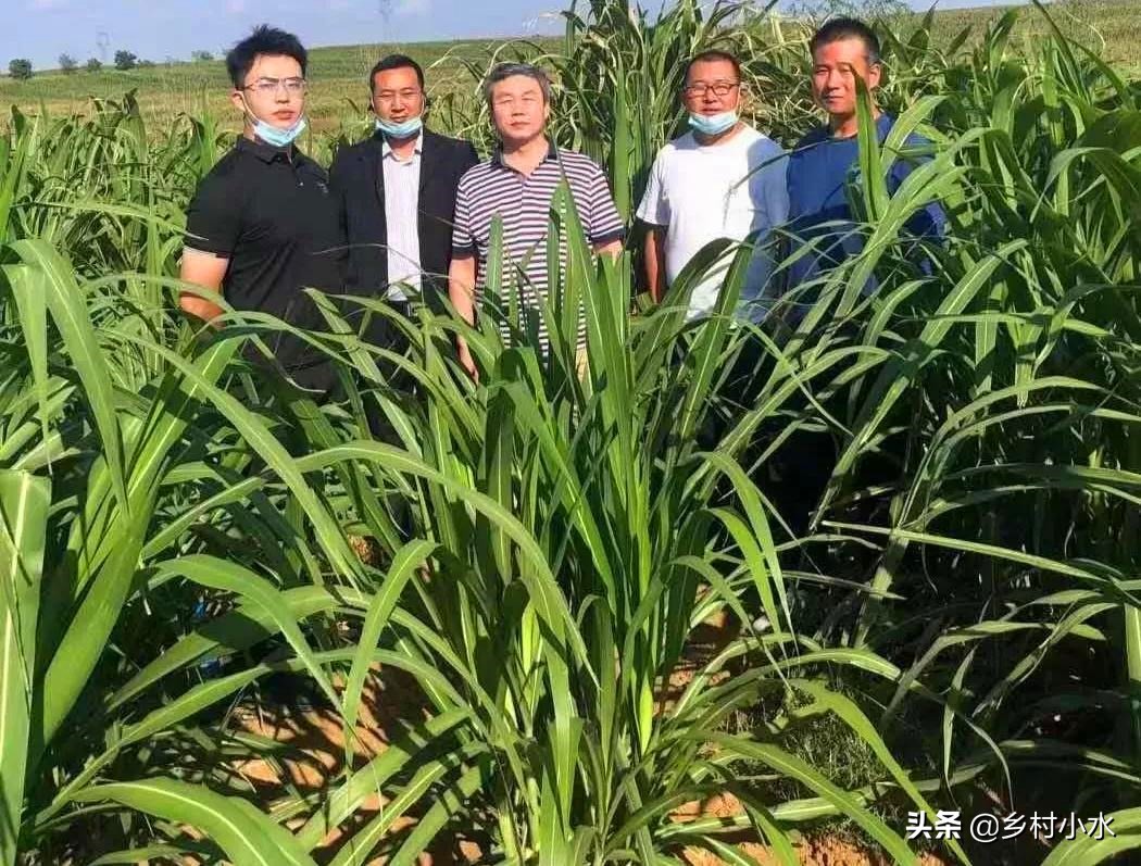 甜象草种子多少钱一斤亩产30吨