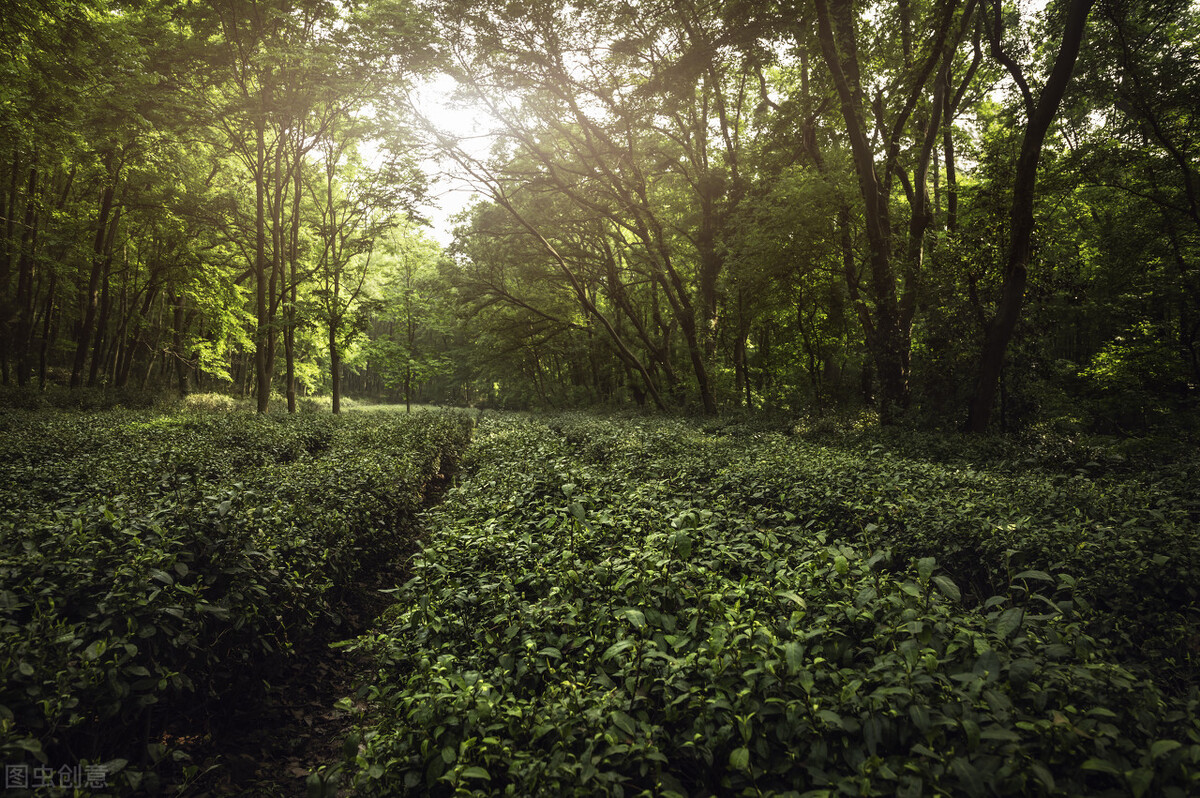 种植合作社对茶农绿色生产行为的影响