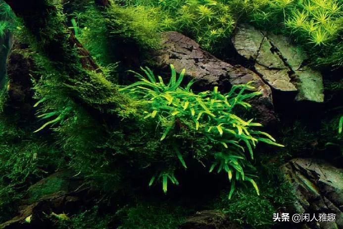 电光美人鱼咬别的鱼吗（180cm鱼缸的完美搭配）