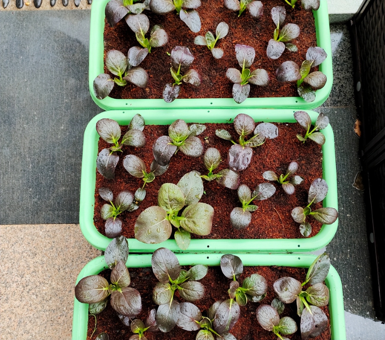 3种菜，颜值高味道好，阳台种几盆，比花儿还好看收获不停