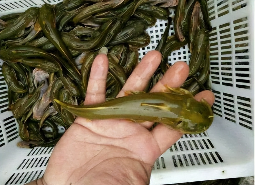 5种小溪鱼,过去常见也常吃,如今却都"一鱼难求"