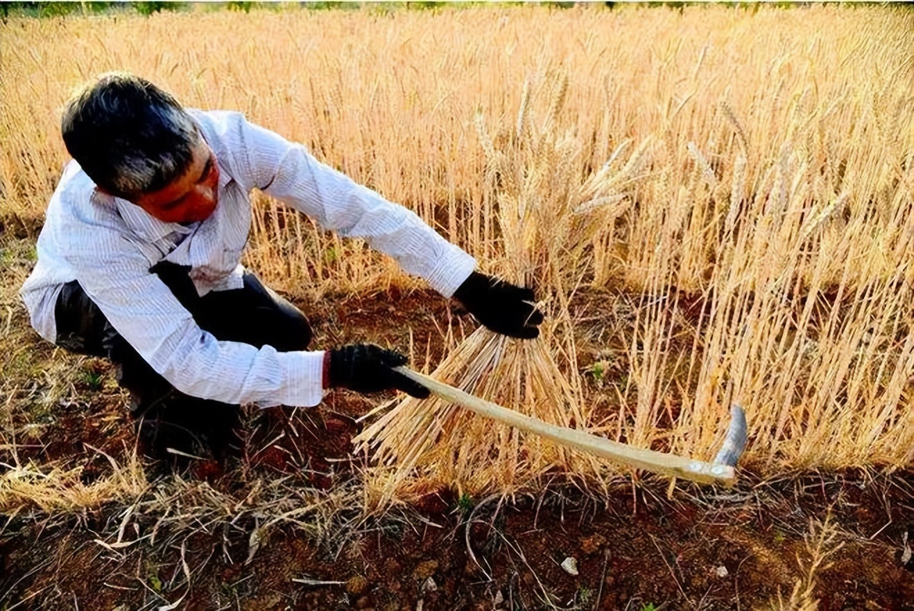 种粮农民：提高小麦、水稻保护价，还有2个好消息