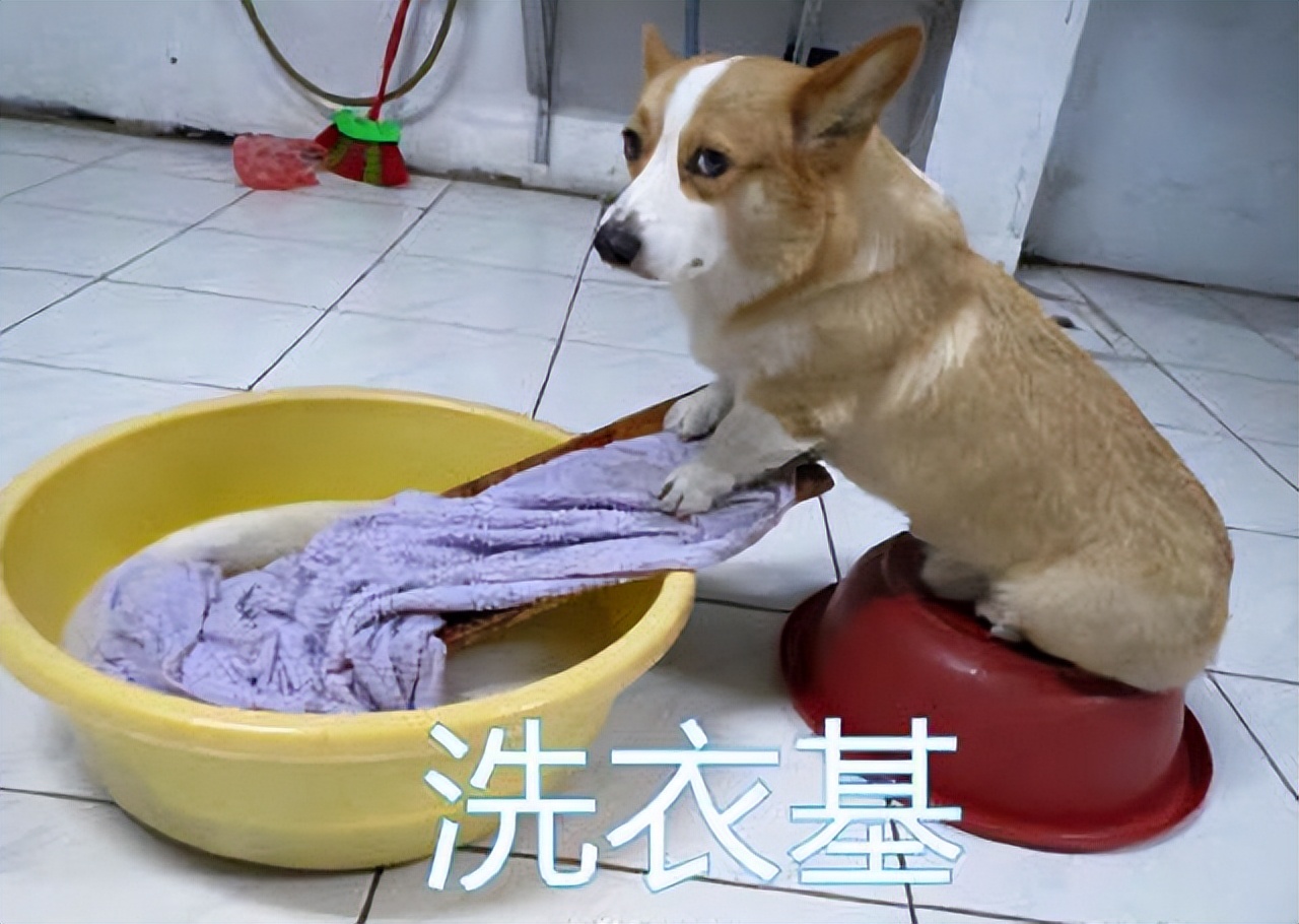 这货简直是行走的表情包,这眼神绝了