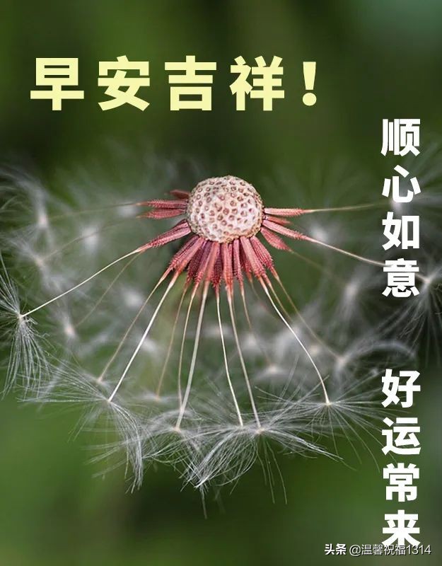 2022温馨早晨好问候语带图片，祝福一夏，送你清凉