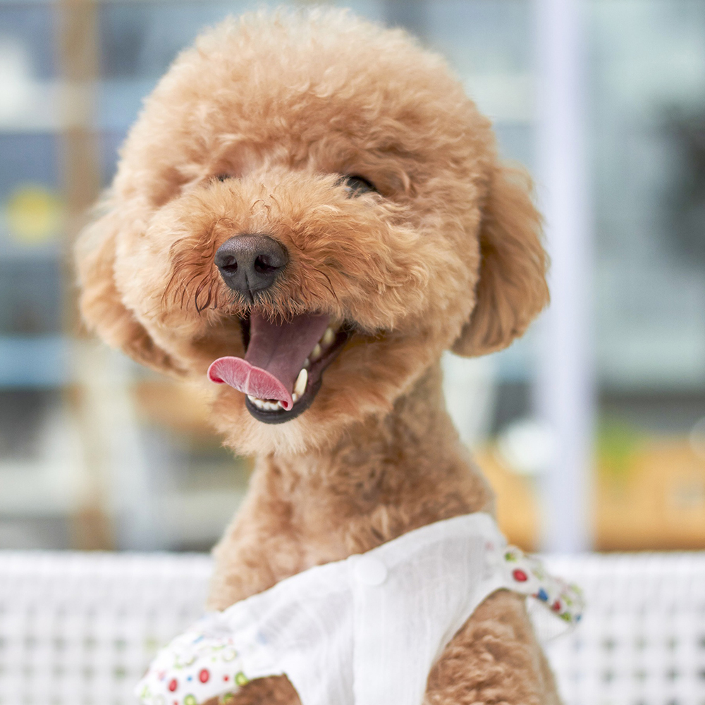 最会讨好人，误解最深的狗狗：“泰迪犬”性格全面解析