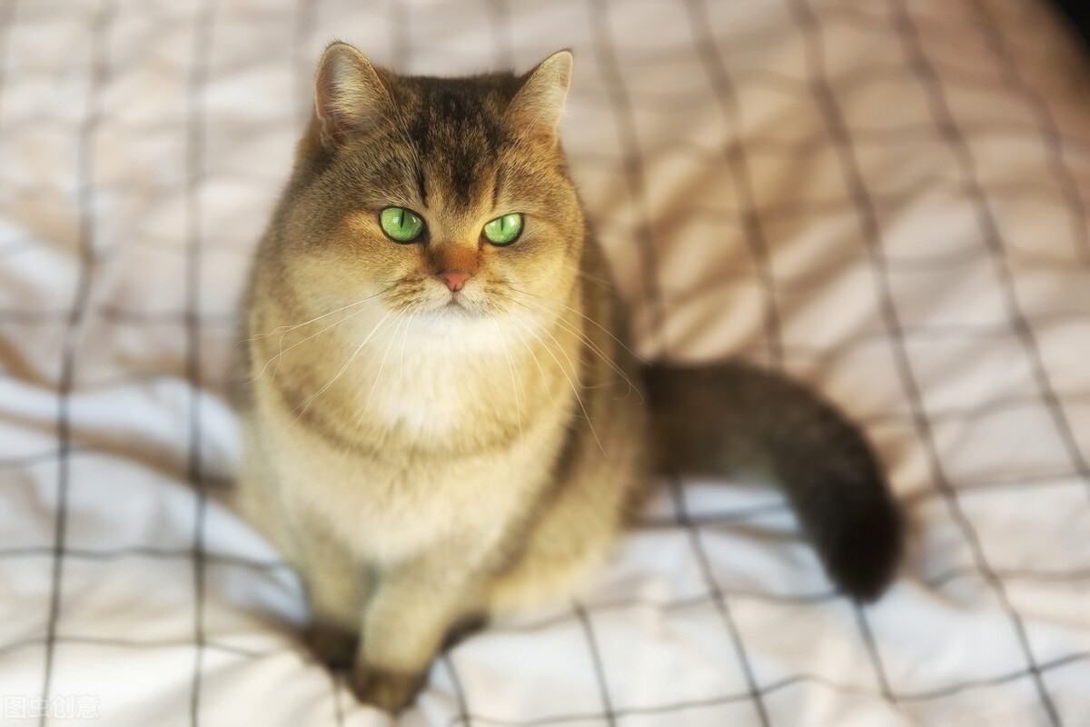 金渐层猫如何鉴定品相?