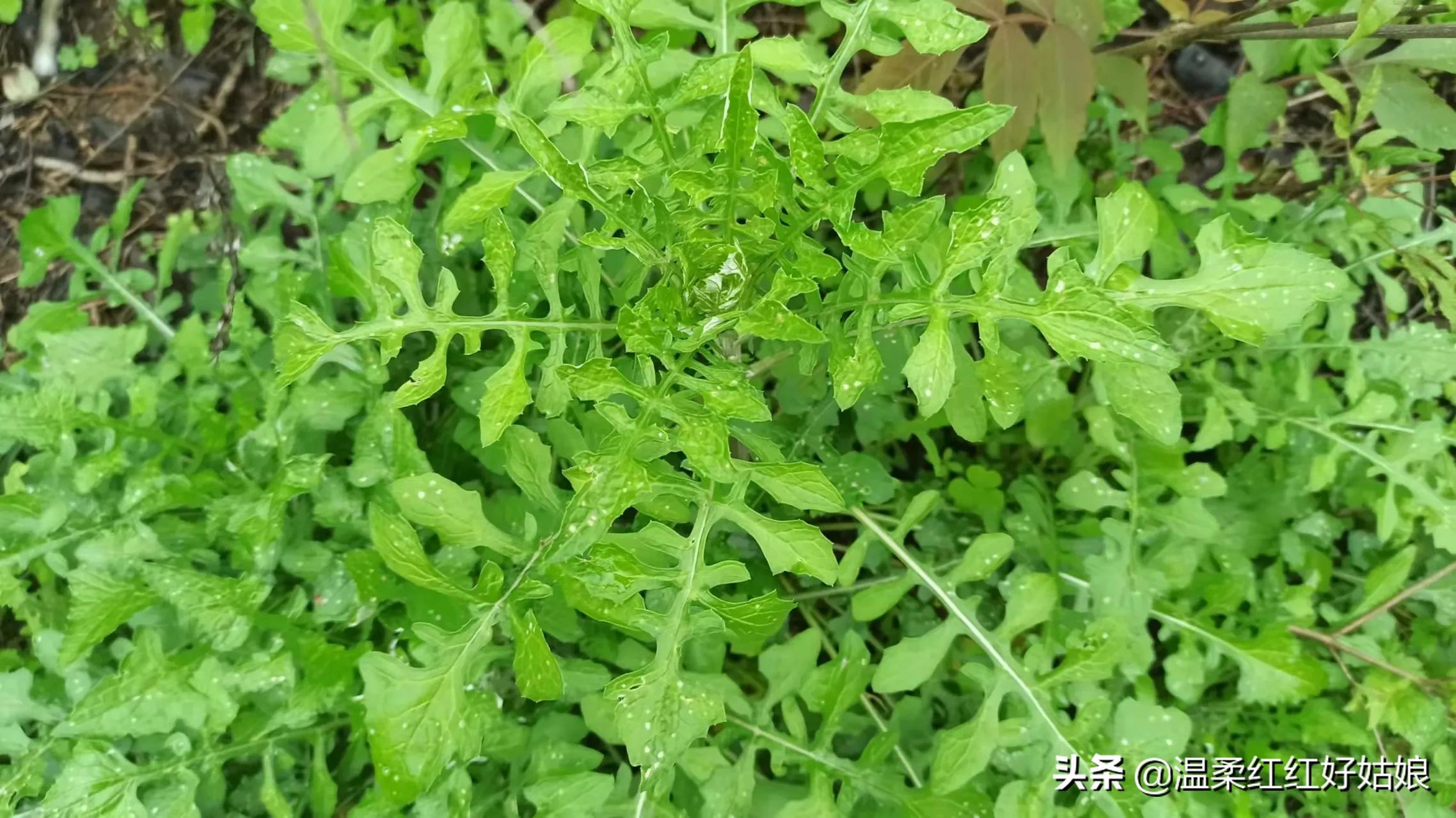 泥胡菜又叫苦马菜,你们吃了吗?