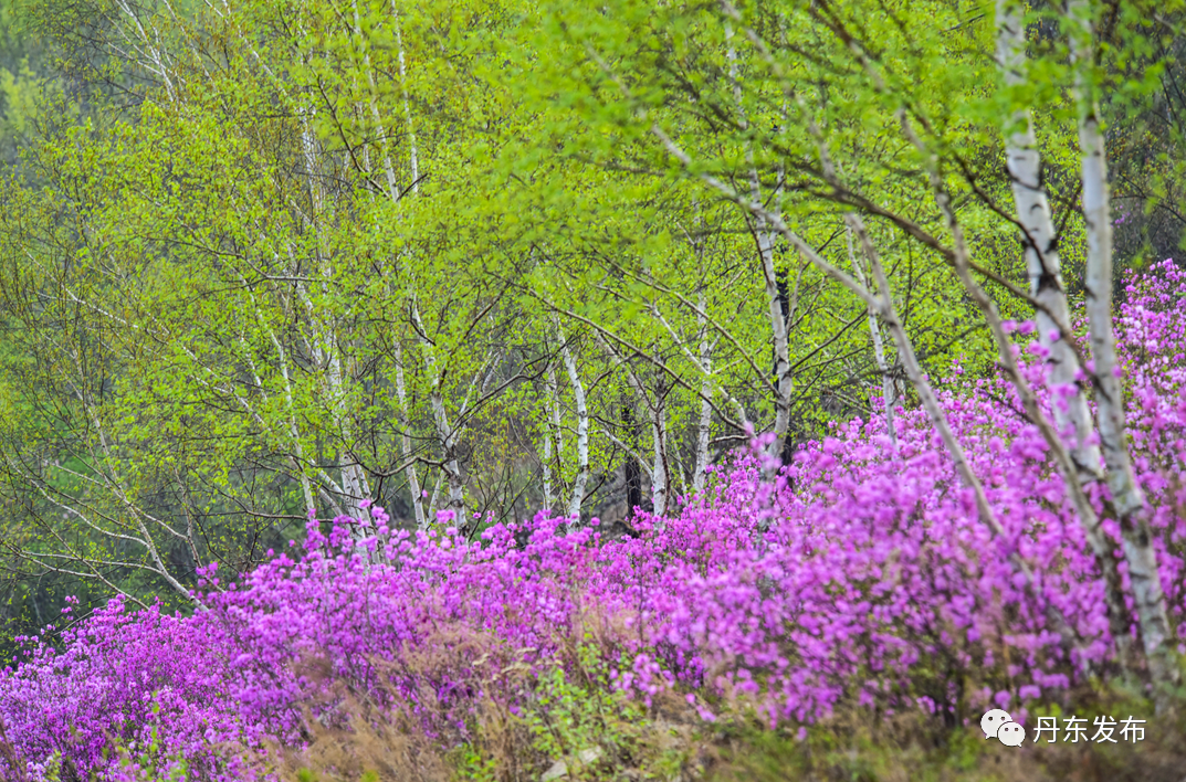 丹东这一地儿入选全国十大赏樱地！赏花攻略提前收藏
