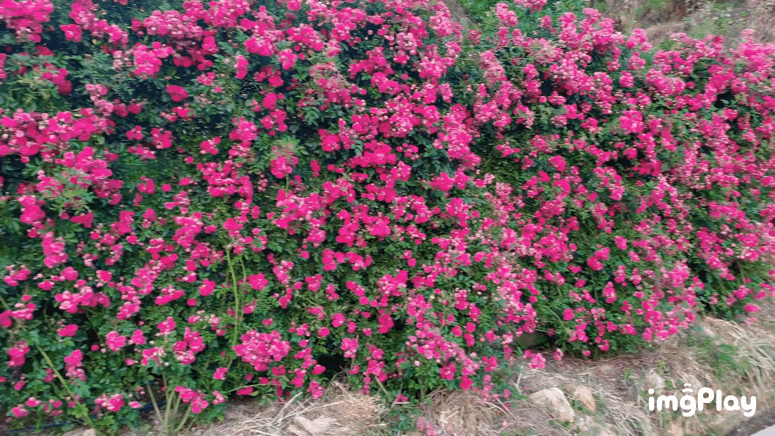 三明桂峰有片玫瑰花海盛放，承包五月初夏之美