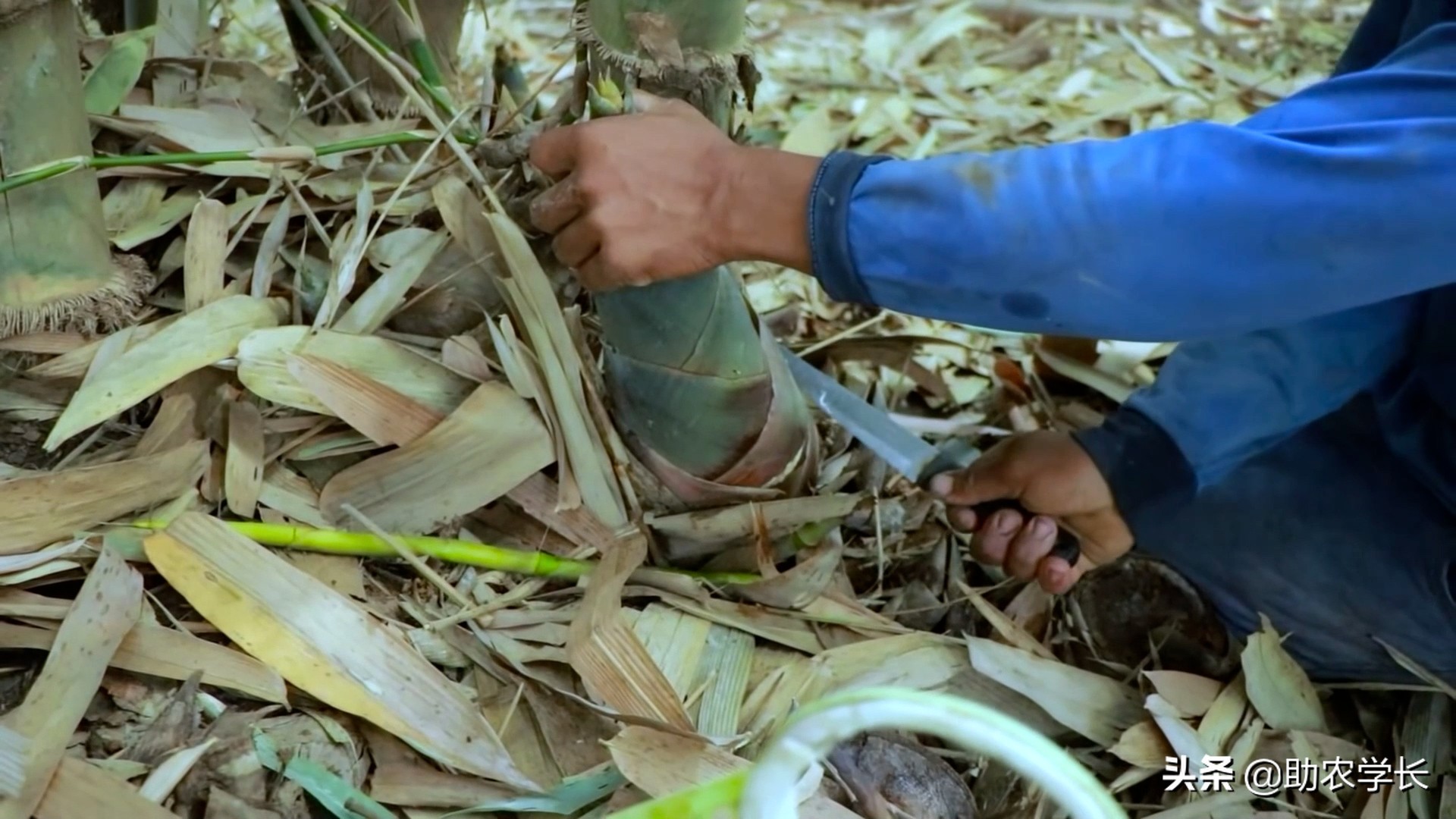 竹子种植时间和方法（教你小竹笋种植小技巧）