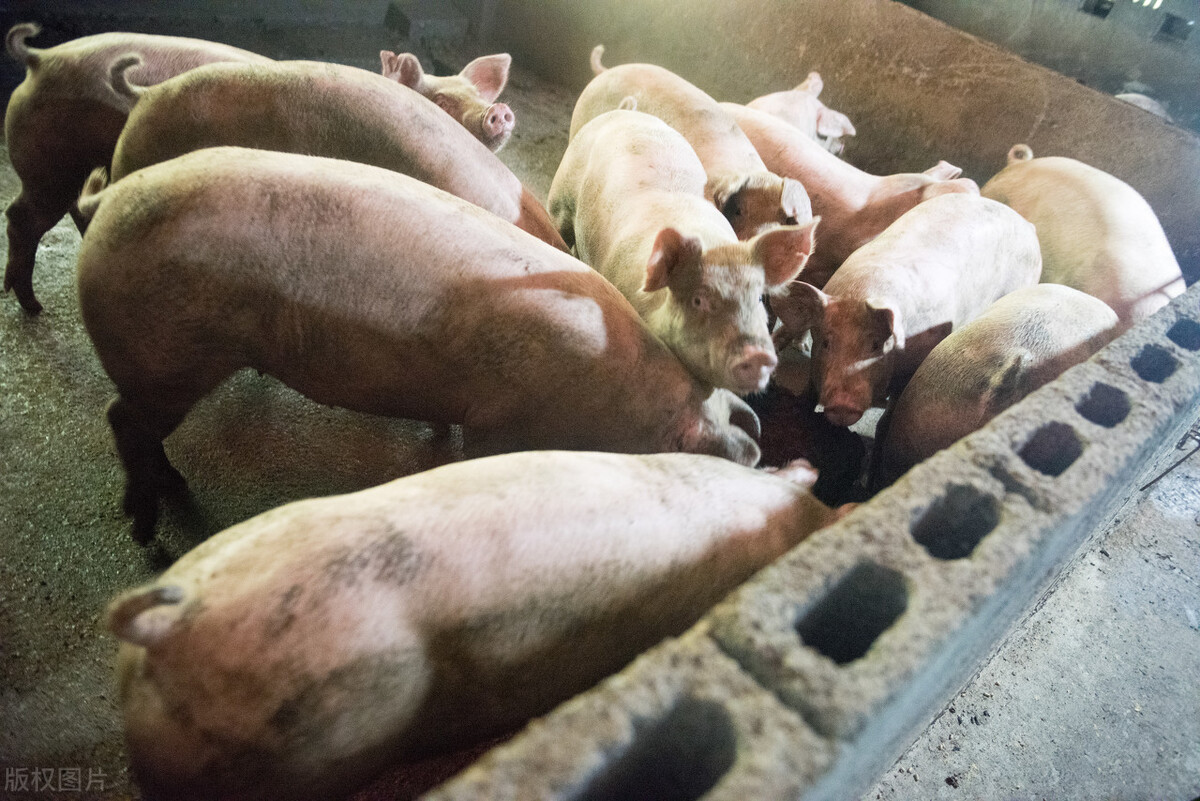 “猪贱伤农，肉贵伤民”，生猪价格能涨到哪里去呢？9月21日猪价