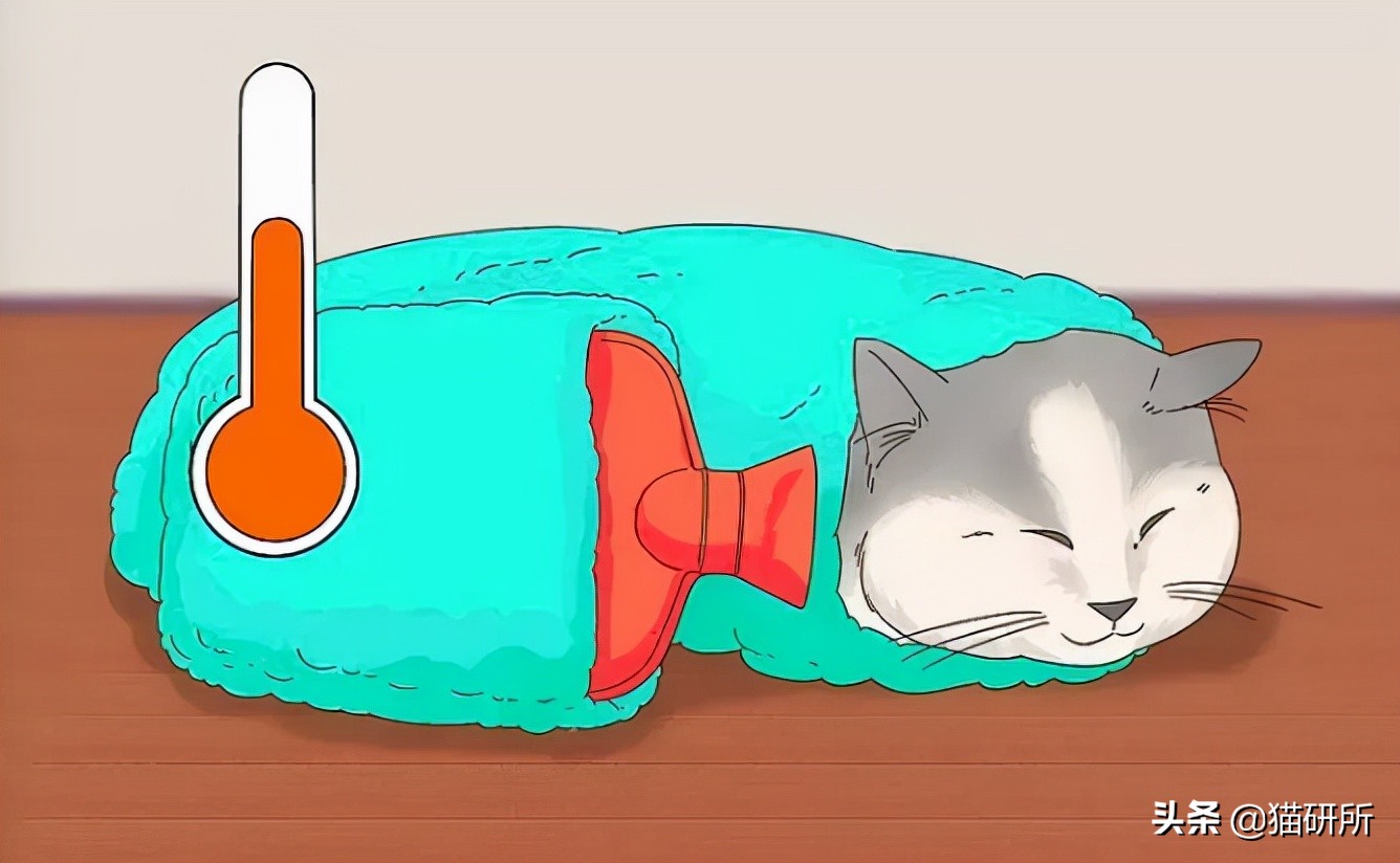 警惕猫咪冬季冻伤！急救指南在这里…