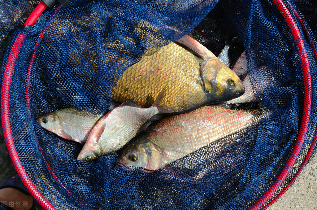 雨前釣魚(雨季釣魚小訣竅,時機,釣位輕鬆選擇,魚獲多多,告別空軍)