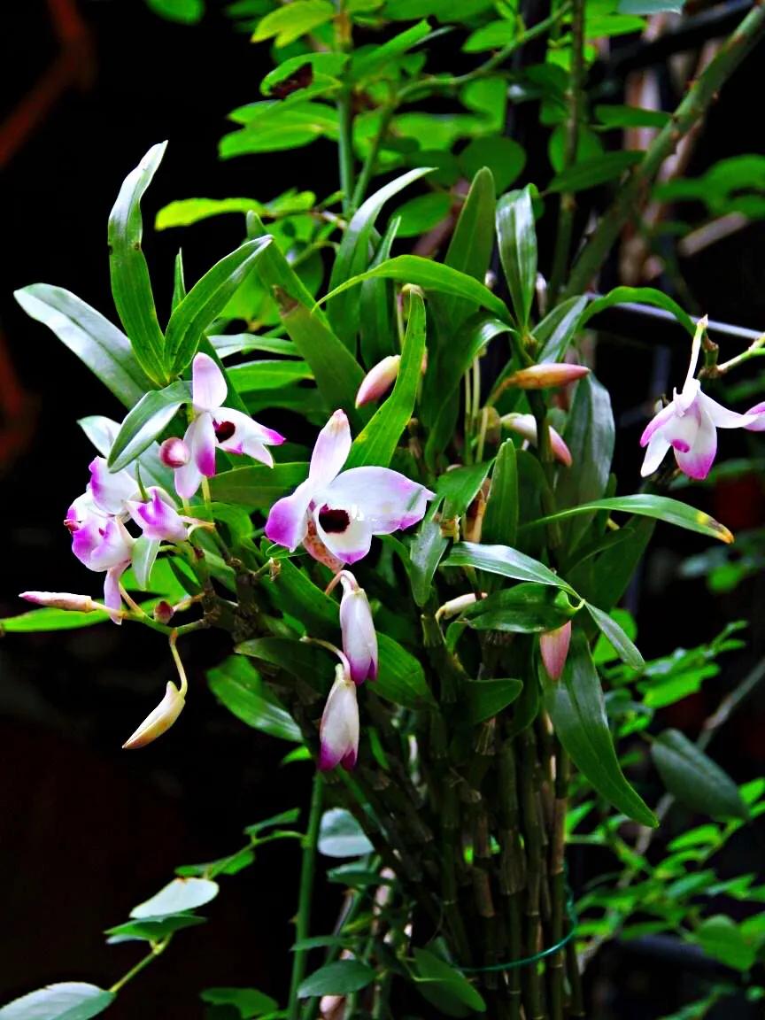 玫瑰石斛～茎悬垂，花姿优雅，玲珑可爱，花色鲜艳，气味芳香