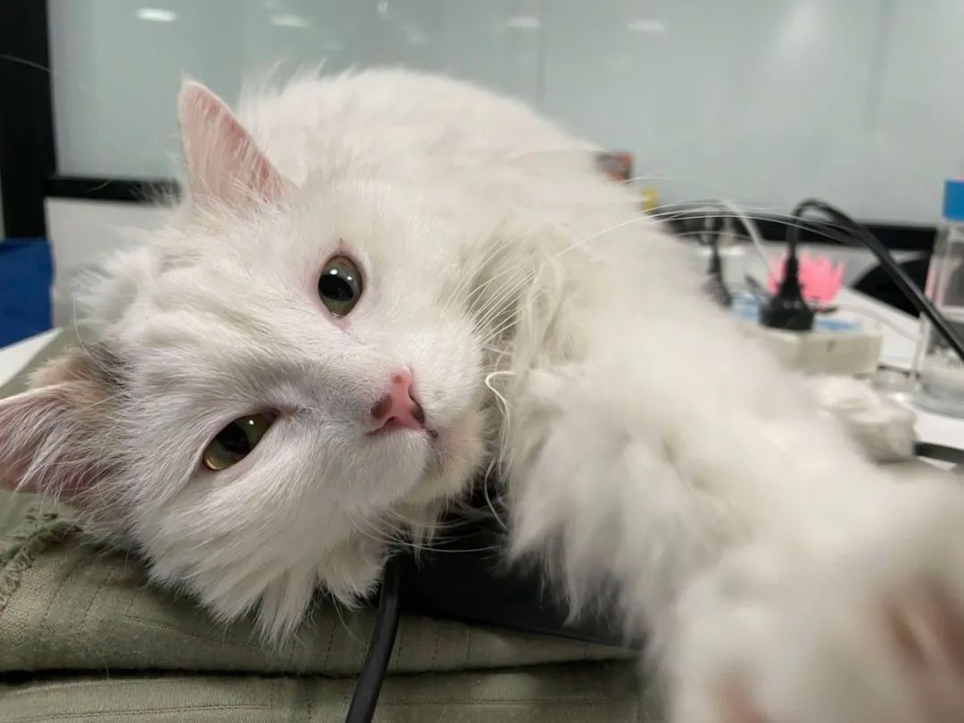 不是艺术生没学过手绘，我拿下RCA是场奇迹