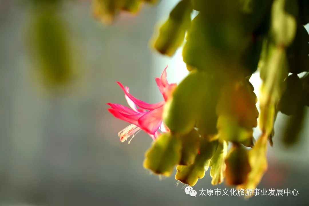 线上展览|“山河春意 锦绣太原——花的世界”主题摄影线上图片展（二十一）