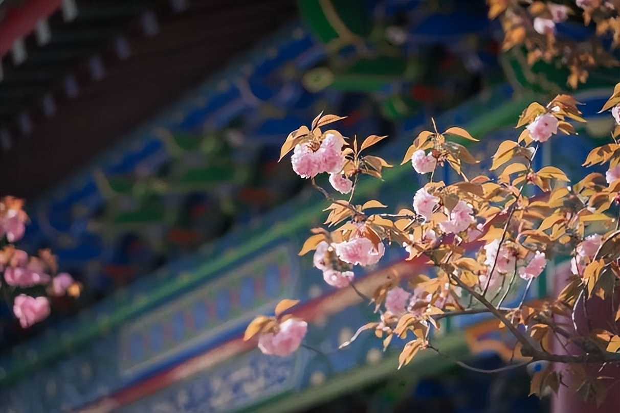 登上央视，手握多所名校offer！陕西