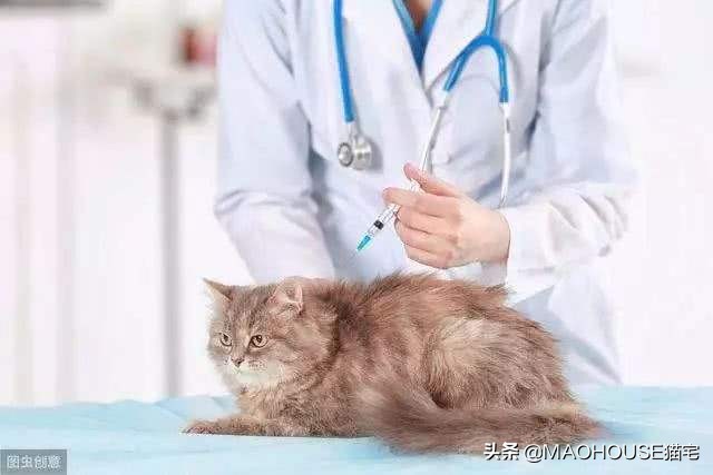 关于小猫疫苗接种