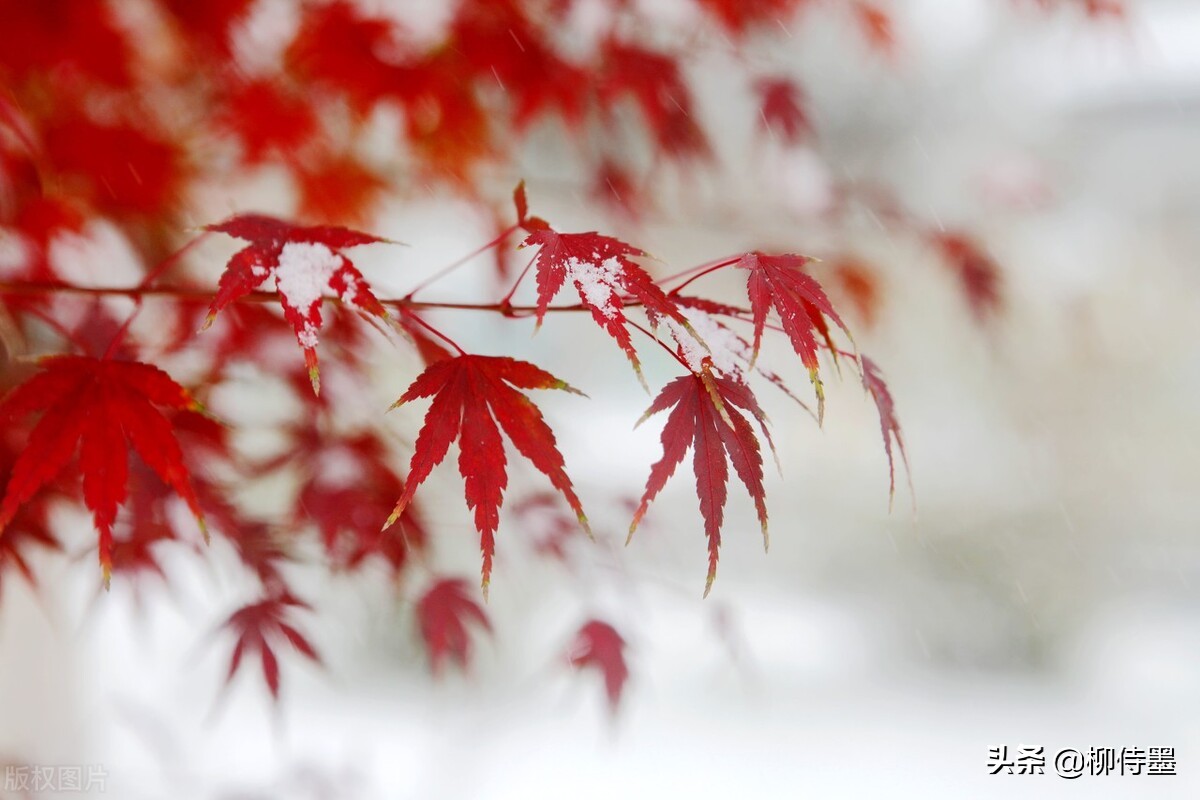 迎接2022年的第一场雪，学习3个摄影技巧，把雪景照片拍得更漂亮