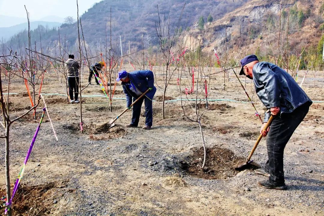 太原市晋源区：山花始盛开绿化管护忙