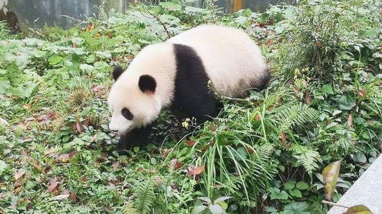 又有驴友擅闯秦岭禁地！95后女诗人遇难，5年死亡46人仍屡禁不止