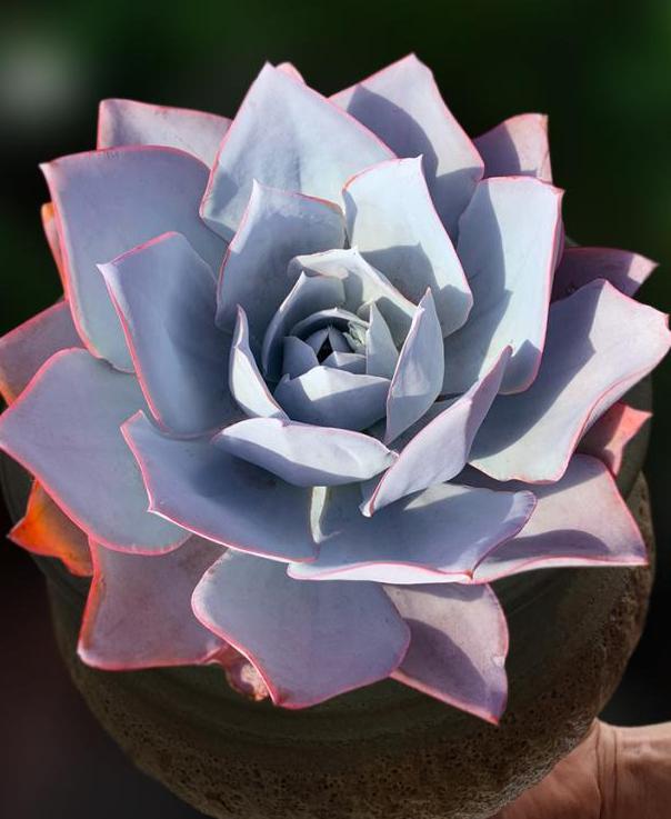 多肉植物图鉴(莲科多肉植物图鉴)