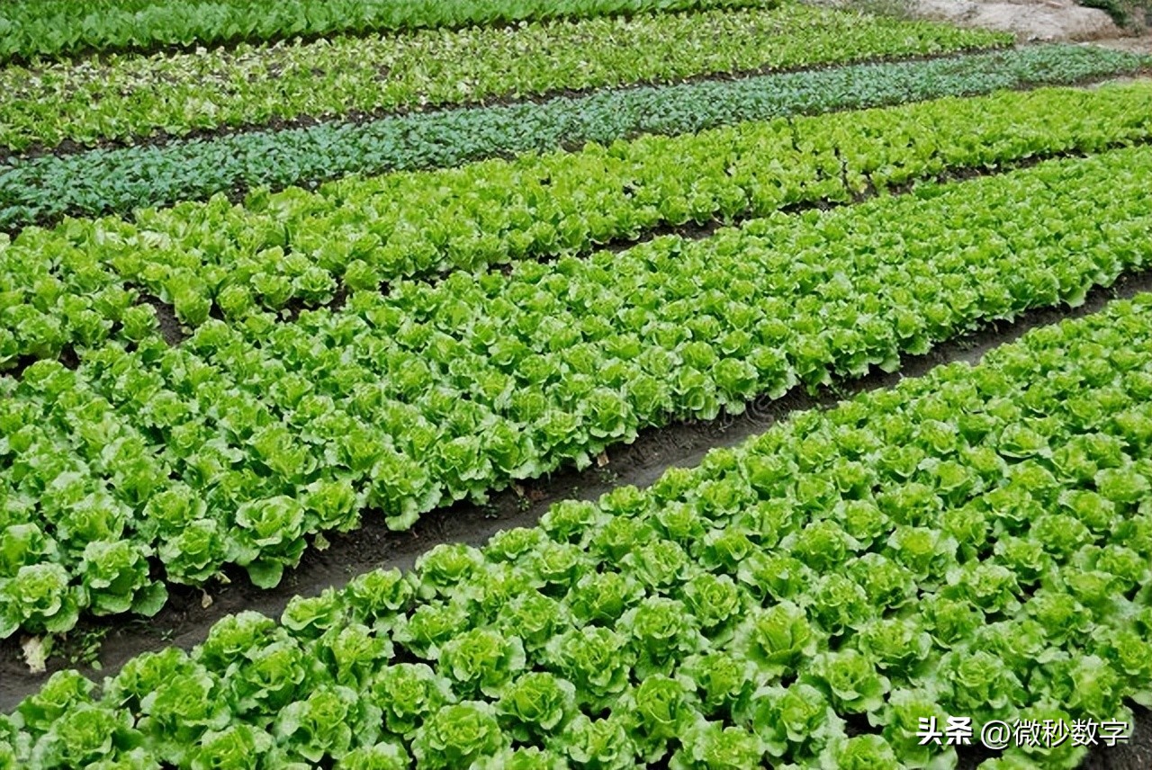 上海肉菜价格今日价「今日菜粕价格」