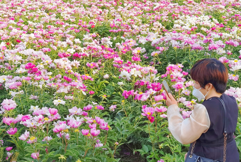 宁阳神童山下，芍药花开正艳