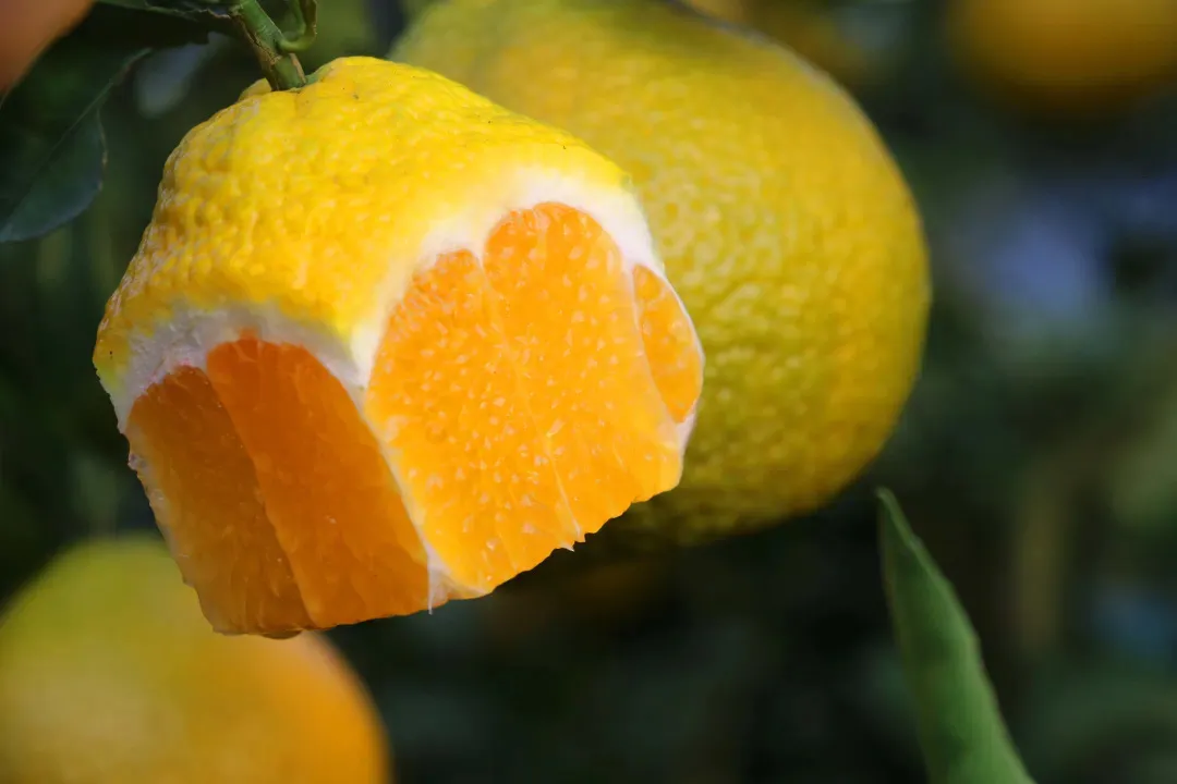 甜桔柚的功效与作用(甜桔柚的功效与作用机理)-我的快乐小窝