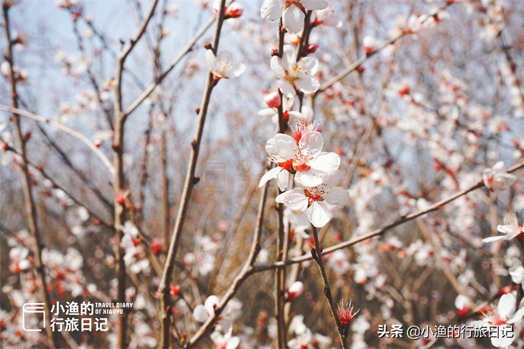 一座建在古墓上的城市，三月美成了桃花源！花开正好没门票，去浪