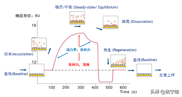 分子互作方法之BIAcore