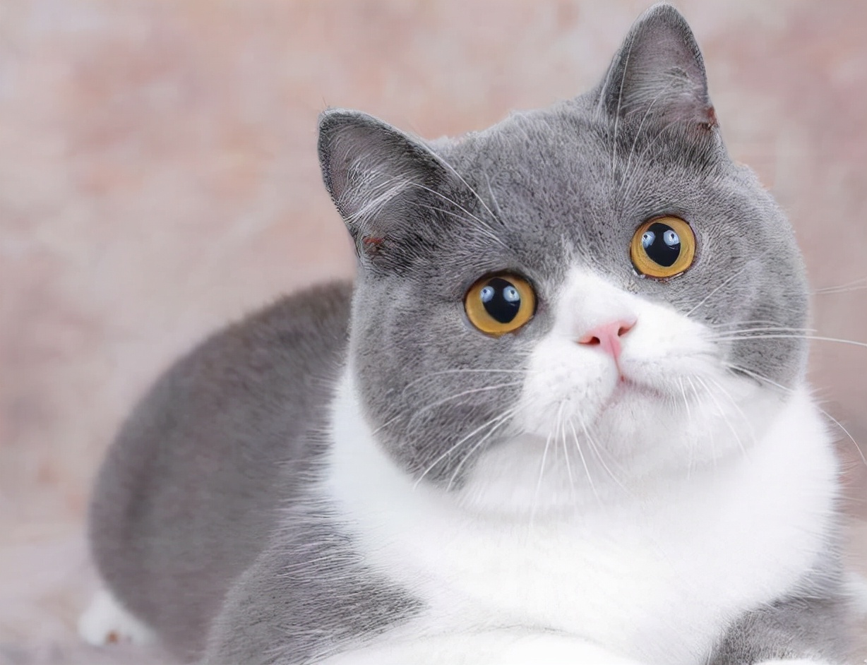 英短猫到底是有什么魅力,让这么多人喜欢?