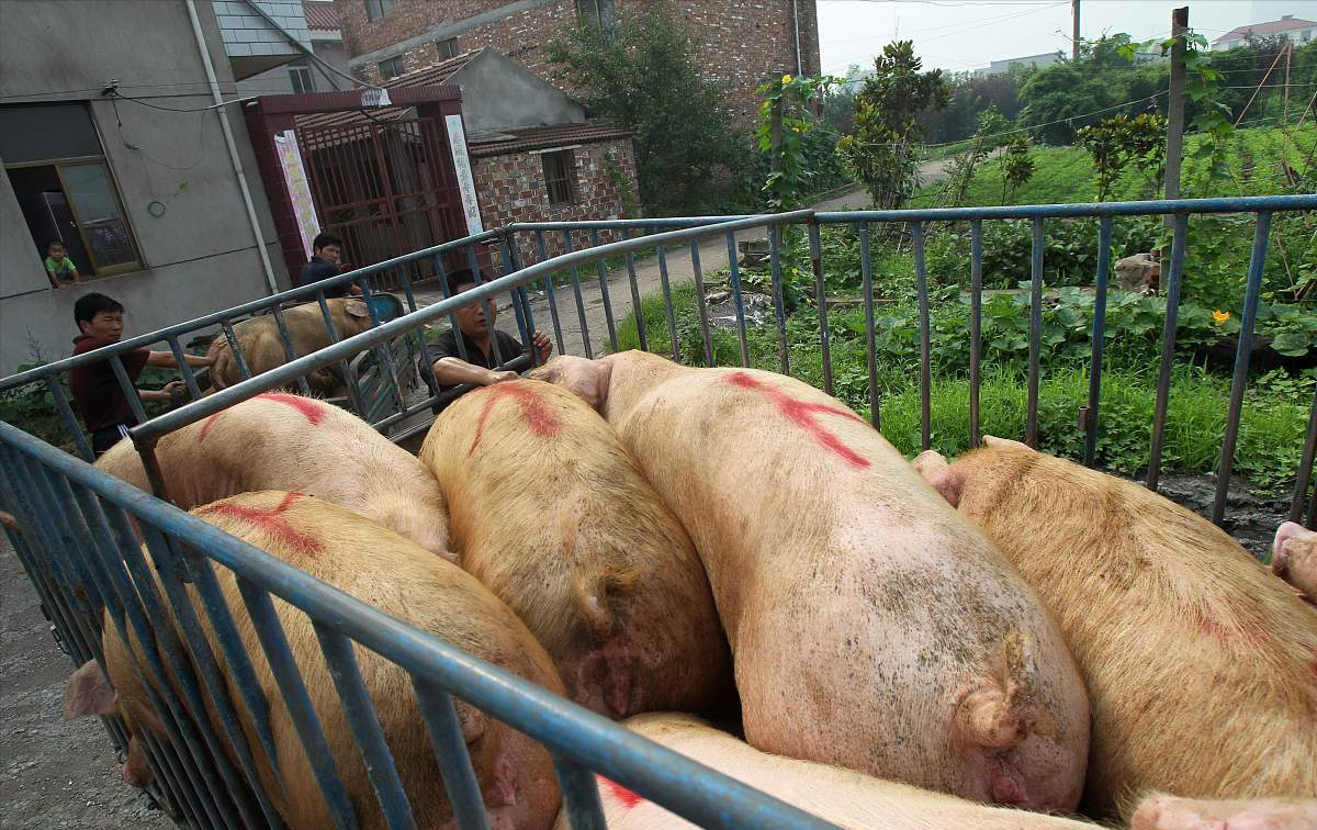 今日成都猪肉市场价格「成都猪肉价格今日价一斤」