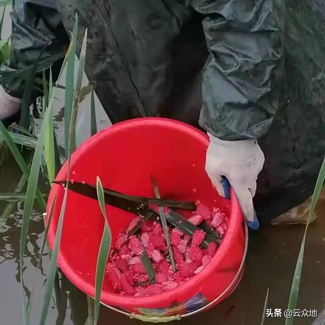 直播水稻田福壽螺啃食秧苗怎麼辦福壽螺正值繁殖期防治有方法