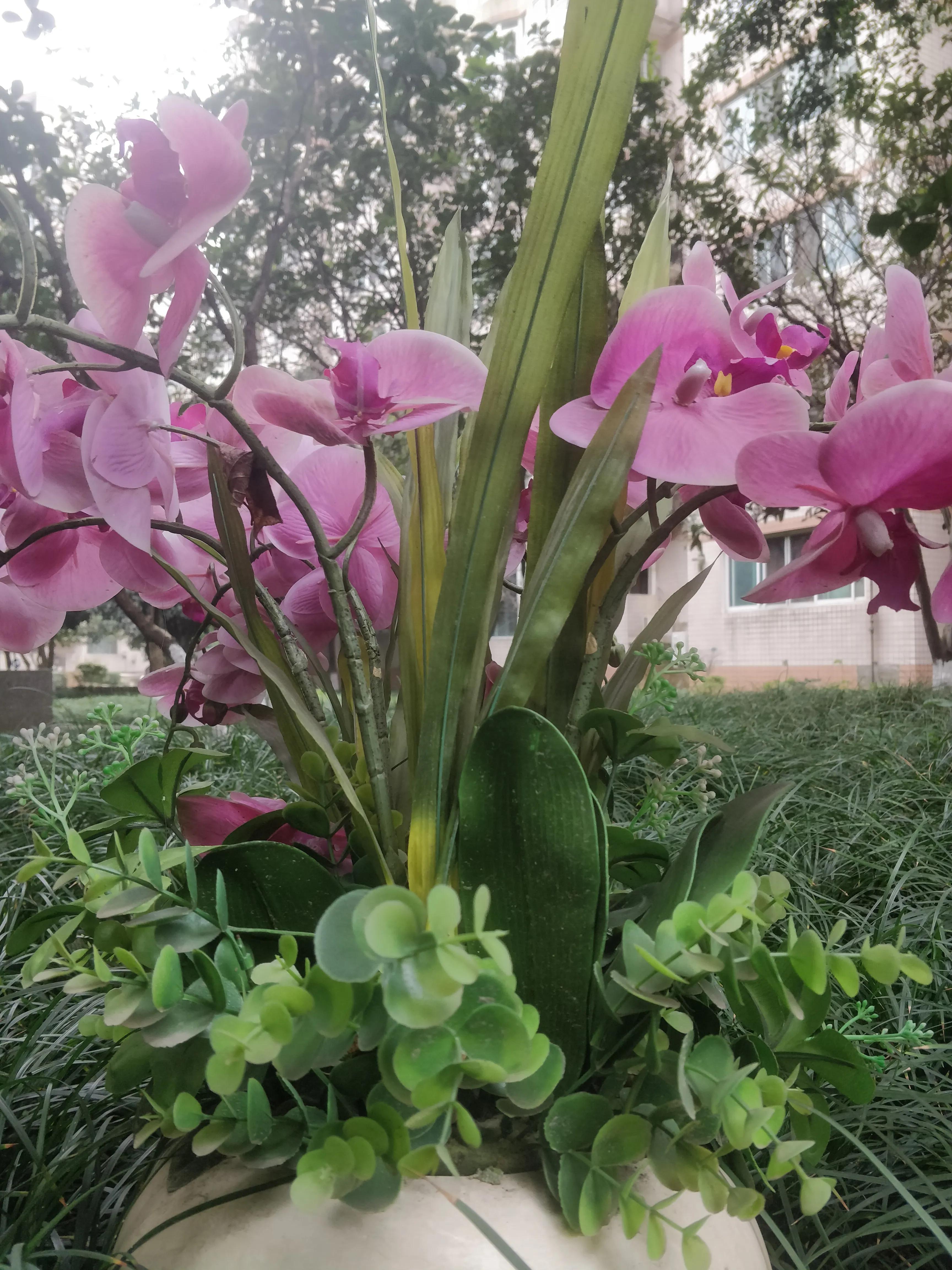 蝴蝶兰：又看蝴蝶入兰间，花影迷芳更灿烂