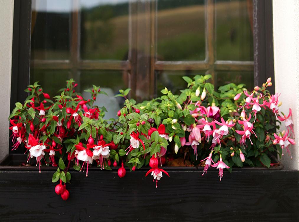 家里光照不足，建议养这10种“耐阴花”，有点散光就能长得很美