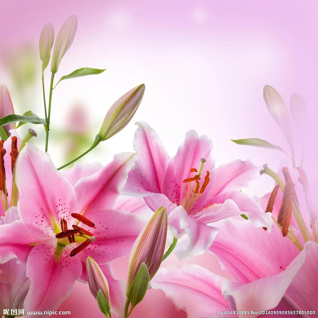粉红百合的花语和寓意